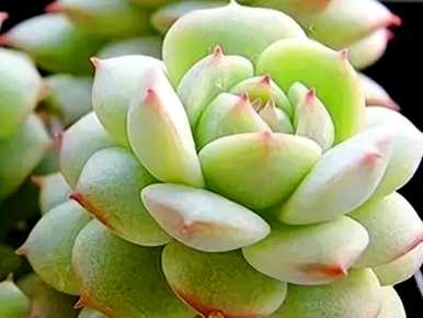 刚种的肉要不要浇水，刚种的肉要不要浇水？