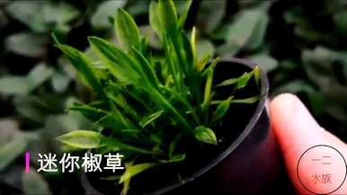 什么水草一年四季都能活，一年四季不死的水草有哪些？