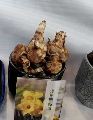 洋水仙花期减少光照，洋水仙花期多长时间