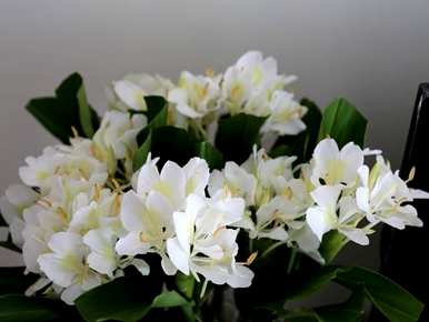 姜花怎么水养开花快，姜花开花是什么样子？