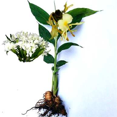姜花怎么水养开花快，姜花开花是什么样子？