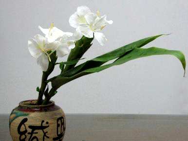 姜花怎么水养开花快，姜花开花是什么样子？