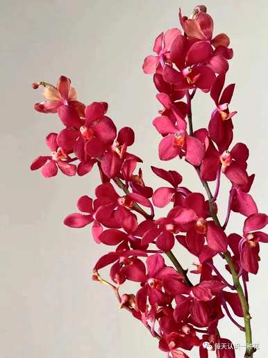 千代兰花语是什么意思？千代兰花语和寓意是什么