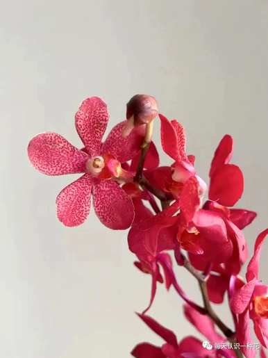 千代兰花语是什么意思？千代兰花语和寓意是什么