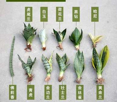 如何养虎皮兰？虎皮兰越来越瘦