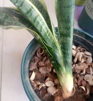 如何养虎皮兰？虎皮兰越来越瘦