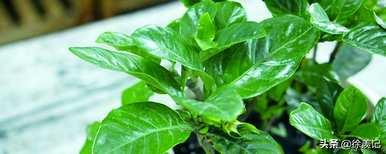 栀子花是什么意思？毕业后送栀子花是什么意思？