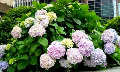 绣球花几个月的扦插容易活，没有叶子的绣球花能活吗？