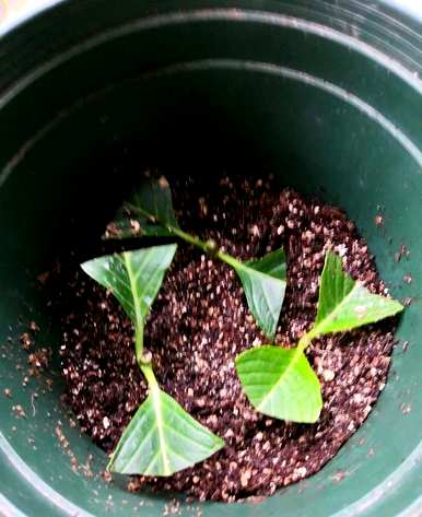 绣球花几个月的扦插容易活，没有叶子的绣球花能活吗？