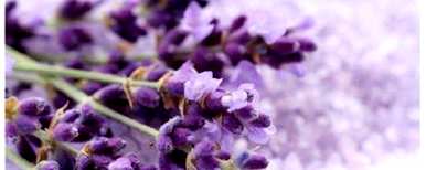 院子里种薰衣草，薰衣草花怎么种？