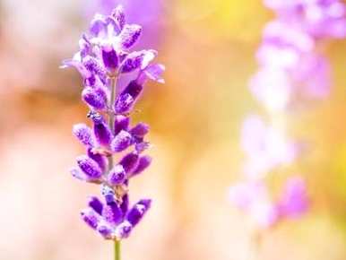 院子里种薰衣草，薰衣草花怎么种？