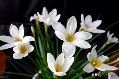 如何种植葱兰种子，如何种植葱兰种子