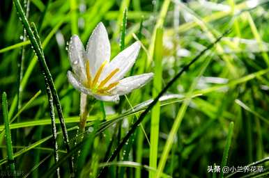 如何种植葱兰种子，如何种植葱兰种子