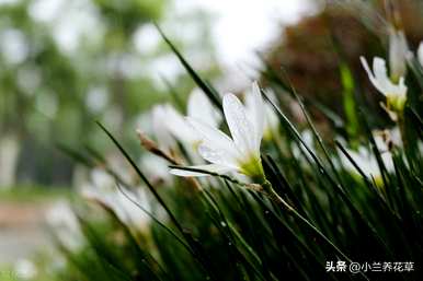 如何种植葱兰种子，如何种植葱兰种子