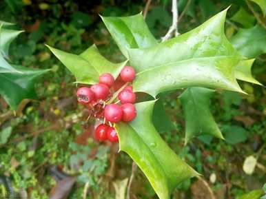 无刺枸骨能长多高？如何繁殖无刺枸骨？