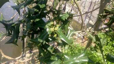 无刺枸骨能长多高？如何繁殖无刺枸骨？