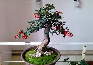 无刺枸骨能长多高？如何繁殖无刺枸骨？