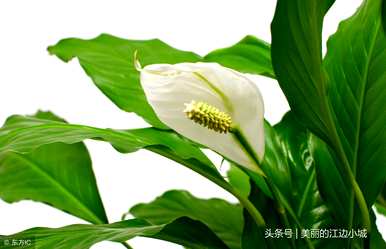 观叶花白掌怎么养才能开花，白掌怎么养才能开花？