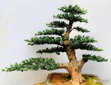 如何饲养珍珠罗汉松，红芽珍珠罗汉松苗