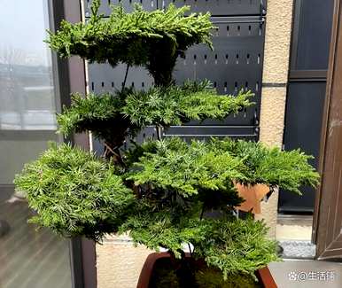 如何饲养珍珠罗汉松，红芽珍珠罗汉松苗