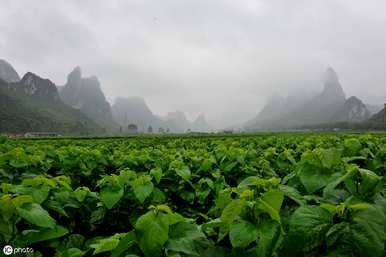 如何种植桑树幼苗，如何种植桑树