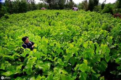 如何种植桑树幼苗，如何种植桑树