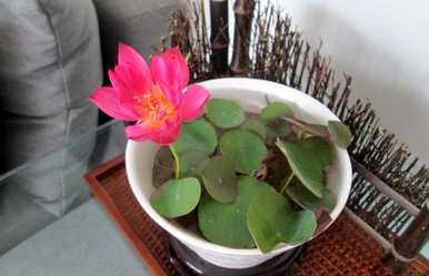 如何养碗莲花，碗莲花种植水养视频教程