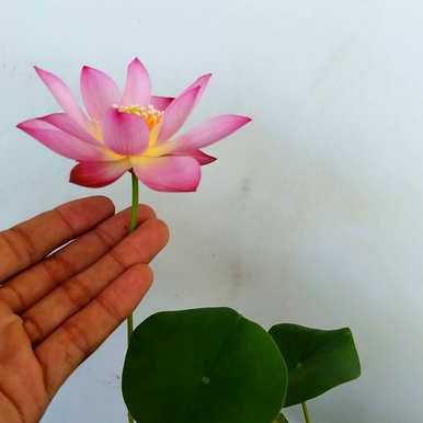 如何养碗莲花，碗莲花种植水养视频教程