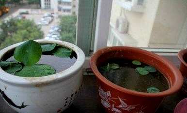 如何养碗莲花，碗莲花种植水养视频教程