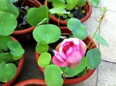 如何养碗莲花，碗莲花种植水养视频教程