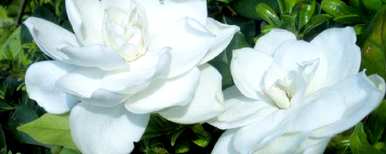 栀子花怎么养，栀子花叶子发黄干枯怎么办？
