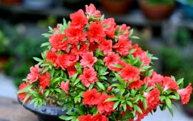如何培育新津杜鹃花？