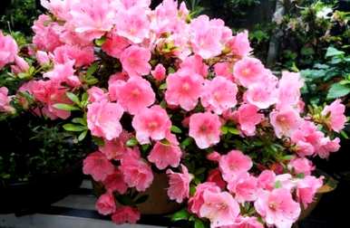 如何培育新津杜鹃花？