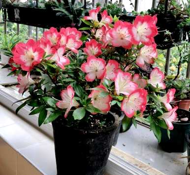如何培育新津杜鹃花？