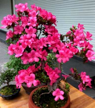 如何培育新津杜鹃花？
