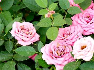 月季花怎么剪枝插种？腊月月季花能剪枝吗？
