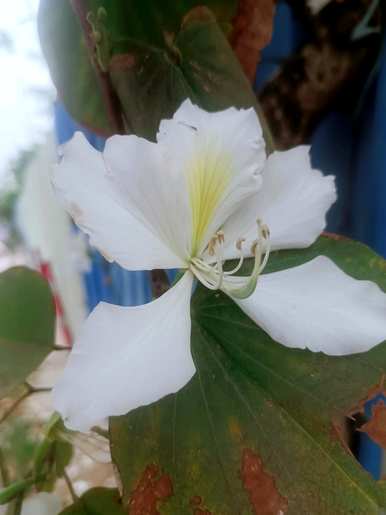什么是白紫荆花语，洋紫荆花语？