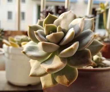 钑ㄧ受害者是一个受害者澶у肉质植物的品种有哪些？