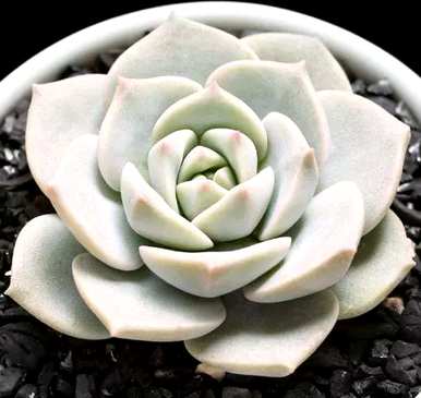 钑ㄧ受害者是一个受害者澶у肉质植物的品种有哪些？