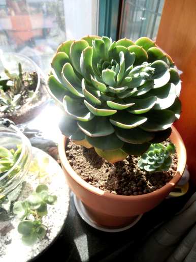 钑ㄧ受害者是一个受害者澶у肉质植物的品种有哪些？