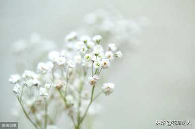 满天星的花语是什么意思，满天星的花语是什么？