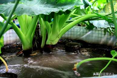 夏天怎么养滴水观音，夏天怎么养滴水观音