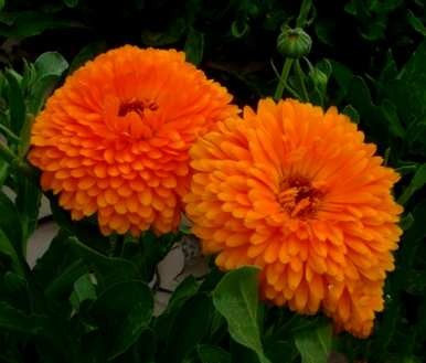 如何饲养金盏菊，如何饲养金盏菊