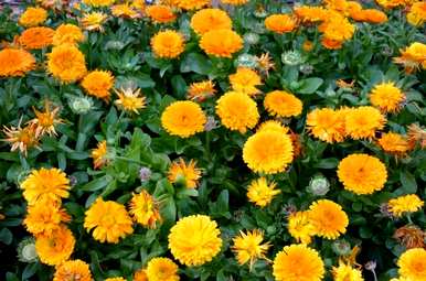 如何饲养金盏菊，如何饲养金盏菊