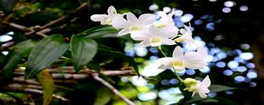如何培育兰花陶粒？