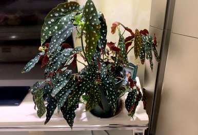 什么是喜阴植物室内，喜阴好养的室内植物？