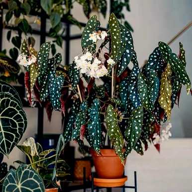 什么是喜阴植物室内，喜阴好养的室内植物？