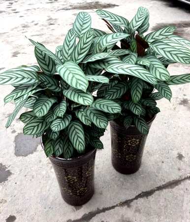什么是喜阴植物室内，喜阴好养的室内植物？