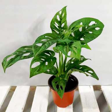 什么是喜阴植物室内，喜阴好养的室内植物？