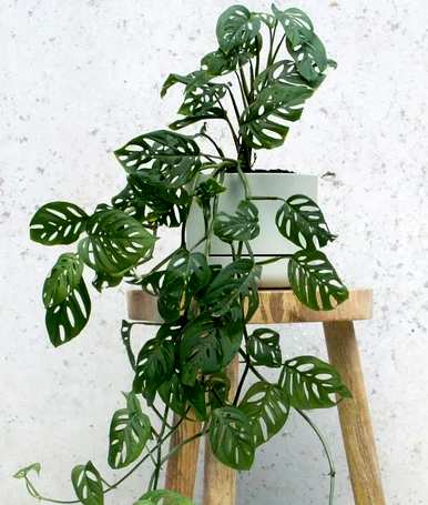 什么是喜阴植物室内，喜阴好养的室内植物？